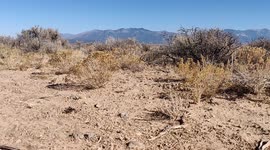 Tarantula walking in the New Mexico desert toward the camera near the Rio Grande Gorge