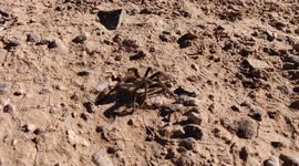 Black and brown tarantula walking in the desert over grasses and climbing near Taos, New Mexico