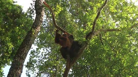 Mother Orangutan and  Her baby hanging On The trees (Orangutans Borneo)