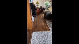 'Adorable Border Collie showers owner with love & kisses as he returns home from fishing trip 
'