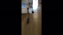 'One-sided love: Pet edition | Dove gets his heart broken by savage cat '
