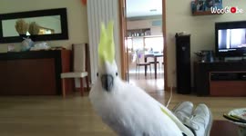 'Energetic cockatoo dances like crazy as rock song plays in the back'