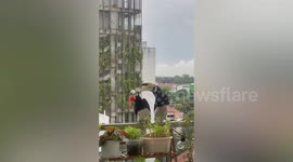 Cheeky female bird rejects male’s food gift and throws it on the ground