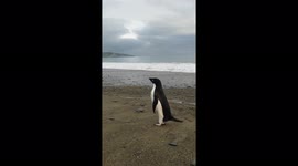 'Pingu' the lost Antarctic penguin swims 3,000km to New Zealand ++ADDS RESCUE FOOTAGE++