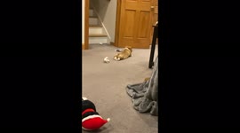 Mr nubs the Cute corgi puppy with floppy ears and splooting