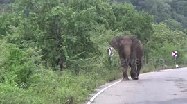 Angry elephant chases noisy vehicles on a road through its territory in Sri Lanka