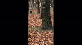 Lively squirrel spotted in Gorky Park, Minsk, Belarus