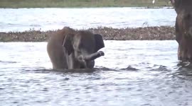 Wild baby elephant spotted going for a swim in Sri Lankan lake