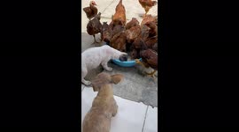Gluttony puppies scramble to eat rice with dozens of chickens