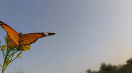 Monarch Butterfly Sucking Nectar Form Beautiful Mustard Flowers