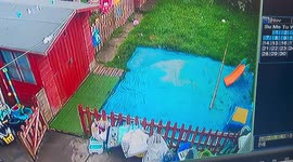 Silly dog chasing a bird falls over rolling funny poor dog