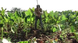 Palestinian farmers harvest colocasia known as taro in Gaza city