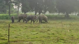 Herd of elephants playfully fights on Indian tea plantation