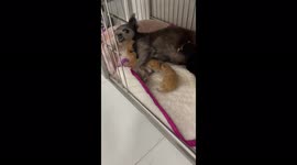 4 kittens