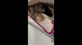 4 kittens are taken care of by mother dog