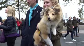 Collie puppy taking interest in bowyers procession at Lord Mayor Show 2021 - London