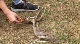 Guys feeding squirrels at Rose Garden In Hauz Khas