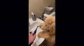 Goldendoodle puppy left bemused by electric toothbrush
