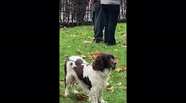 Dog respectfully  ‘observes’  national anthem being played at the end of Remembrance Sunday parade in Islington, London, this morning