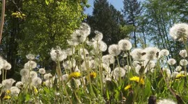 Bugs View From Ground eeing Dandelions And Grass In Canada