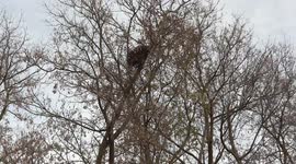 First snow of the season expected in Southern Ontario this weekend, squirrels nests being insulated up in the trees and ominous snow laden clouds on the horizon signal winter is here
