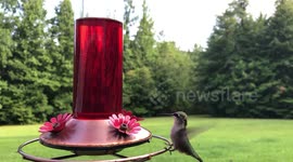 STUNNING up-close footage of a hummingbird eating from a feeder