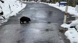 Wombat Plows Through Roadside Snow During Today’s Late Spring Snow In Tasmania