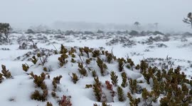 Australia: Antarctic blast brings late spring snow to Tasmania