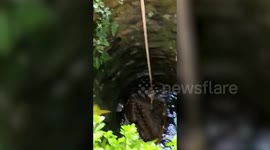 Leopard falls into well, gets rescued in southern India