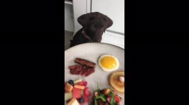 TikTok star creates gourmet meals for his puppy including LOBSTER and WAGYU steak