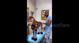 Creative dog groomer transforms goldendoodle into GIRAFFE using pet-safe hair dye.