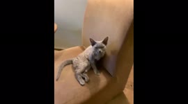 Сute cat from Vilnius, Lithuania a few seconds after it woke up