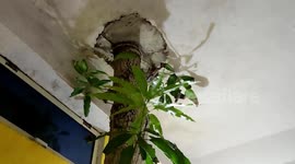 House worth $33,58,815 gets modified to save single tree in central India