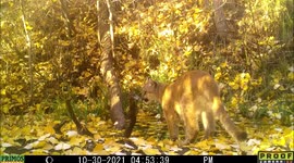 Mountain Lion drinks among fallen yellow leaves of a cotton wood tree at a pond in Idaho, USA