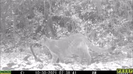 Cougar walks by a pond in Idaho during low light conditions showing a nice profile of itself in infrared