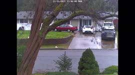 US: Camera Captures Moment Tree Topples As Stormy Weather Hits Western Washington