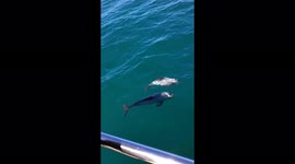 World's smallest dolphins seen swimming by boat in New Zealand