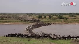 Stunning footage shows THOUSANDS of migrating wildebeest crossing river in Tanzania
