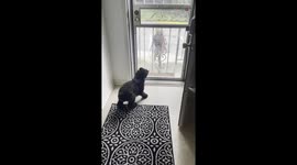 'Adorable puppy's excitement knows no bounds as she reunites with her favorite hooman after 3 months'