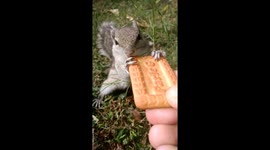 Satisfying ASMR sound of baby squirrel eating biscuit inside Rose garden