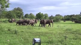 Nature's orchestra: Elephant herd trumpet loudly as they pass through field in Sri Lanka