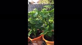 Gardener shares hack for helping plants thrive all year round using BATH SALT