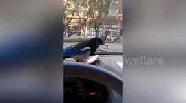 Magpie flies into car and steals motorist's cigarettes in China