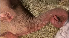 Khanyisa the orphaned albino elephant has a nap at the HERD Orphanage