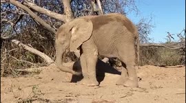Orphaned albino elephant calf, Khanyisa, learns to give herself a sand bath