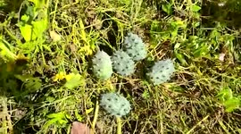 Coronavirus-shaped cucumber astonishes villagers in eastern India