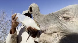 A milk bottle in the bush for orphaned albino elephant calf, Khanyisa!
