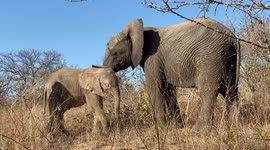 Orphaned elephants Khanyisa and Timisa enjoy playing together in their new home