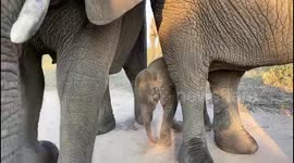 Watch as orphaned albino elephant Khanyisa does some footwork while out in the wilderness with the Jabulani herd