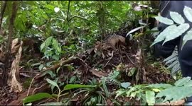 Endangered pangolin released back into wild in West Sumatra, Indonesia